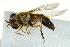  ( - CNC DIPTERA 162840)  @13 [ ] CreativeCommons - Attribution (2012) CNC/CBG Photography Group Centre for Biodiversity Genomics