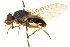  ( - CNC DIPTERA 162845)  @11 [ ] CreativeCommons - Attribution (2012) CNC/CBG Photography Group Centre for Biodiversity Genomics