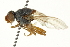  ( - CNC DIPTERA 162846)  @11 [ ] CreativeCommons - Attribution (2012) CNC/CBG Photography Group Centre for Biodiversity Genomics