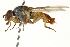  ( - CNC DIPTERA 162848)  @11 [ ] CreativeCommons - Attribution (2012) CNC/CBG Photography Group Centre for Biodiversity Genomics