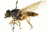  ( - CNC DIPTERA 162849)  @11 [ ] CreativeCommons - Attribution (2012) CNC/CBG Photography Group Centre for Biodiversity Genomics