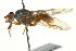  ( - CNC DIPTERA 162850)  @13 [ ] CreativeCommons - Attribution (2012) CNC/CBG Photography Group Centre for Biodiversity Genomics