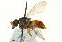  ( - CNC DIPTERA 162854)  @13 [ ] CreativeCommons - Attribution (2012) CNC/CBG Photography Group Centre for Biodiversity Genomics