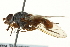  ( - CNC DIPTERA 162855)  @13 [ ] CreativeCommons - Attribution (2012) CNC/CBG Photography Group Centre for Biodiversity Genomics