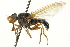  ( - CNC DIPTERA 162856)  @11 [ ] CreativeCommons - Attribution (2012) CNC/CBG Photography Group Centre for Biodiversity Genomics