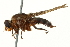  ( - CNC DIPTERA 162862)  @13 [ ] CreativeCommons - Attribution (2012) CNC/CBG Photography Group Centre for Biodiversity Genomics