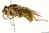  (Korinchia citronella - CNC DIPTERA 162876)  @11 [ ] CreativeCommons - Attribution (2012) CNC/CBG Photography Group Centre for Biodiversity Genomics