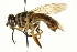  (Korinchia nova - CNC DIPTERA 162877)  @11 [ ] CreativeCommons - Attribution (2012) CNC/CBG Photography Group Centre for Biodiversity Genomics