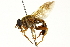  (Korinchia rufa - CNC DIPTERA 162879)  @11 [ ] CreativeCommons - Attribution (2012) CNC/CBG Photography Group Centre for Biodiversity Genomics