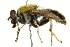  ( - CNC DIPTERA 162881)  @14 [ ] CreativeCommons - Attribution (2012) CNC/CBG Photography Group Centre for Biodiversity Genomics