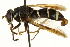  ( - CNC DIPTERA 162885)  @11 [ ] CreativeCommons - Attribution (2012) CNC/CBG Photography Group Centre for Biodiversity Genomics