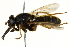  ( - CNC DIPTERA 162890)  @12 [ ] CreativeCommons - Attribution (2012) CNC/CBG Photography Group Centre for Biodiversity Genomics