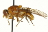  ( - CNC DIPTERA 162899)  @11 [ ] CreativeCommons - Attribution (2012) CNC/CBG Photography Group Centre for Biodiversity Genomics