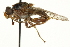  ( - CNC DIPTERA 162902)  @11 [ ] CreativeCommons - Attribution (2012) CNC/CBG Photography Group Centre for Biodiversity Genomics