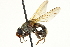  ( - CNC DIPTERA 162906)  @14 [ ] CreativeCommons - Attribution (2012) CNC/CBG Photography Group Centre for Biodiversity Genomics