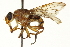  ( - CNC DIPTERA 162908)  @14 [ ] CreativeCommons - Attribution (2012) CNC/CBG Photography Group Centre for Biodiversity Genomics