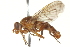  ( - CNC DIPTERA 162915)  @13 [ ] CreativeCommons - Attribution (2012) CNC/CBG Photography Group Centre for Biodiversity Genomics