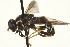  ( - CNC DIPTERA 162946)  @13 [ ] CreativeCommons - Attribution (2012) CNC/CBG Photography Group Centre for Biodiversity Genomics