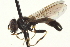  ( - CNC DIPTERA 162954)  @13 [ ] CreativeCommons - Attribution (2012) CNC/CBG Photography Group Centre for Biodiversity Genomics