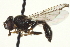  ( - CNC DIPTERA 162955)  @14 [ ] CreativeCommons - Attribution (2012) CNC/CBG Photography Group Centre for Biodiversity Genomics