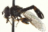  ( - CNC DIPTERA 162956)  @12 [ ] CreativeCommons - Attribution (2012) CNC/CBG Photography Group Centre for Biodiversity Genomics