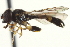  ( - CNC DIPTERA 162957)  @12 [ ] CreativeCommons - Attribution (2012) CNC/CBG Photography Group Centre for Biodiversity Genomics