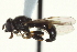  ( - CNC DIPTERA 162958)  @12 [ ] CreativeCommons - Attribution (2012) CNC/CBG Photography Group Centre for Biodiversity Genomics