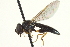  ( - CNC DIPTERA 162959)  @14 [ ] CreativeCommons - Attribution (2012) CNC/CBG Photography Group Centre for Biodiversity Genomics