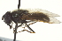  ( - CNC DIPTERA 162964)  @13 [ ] CreativeCommons - Attribution (2012) CNC/CBG Photography Group Centre for Biodiversity Genomics