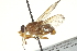  ( - CNC DIPTERA 162976)  @13 [ ] CreativeCommons - Attribution (2012) CNC/CBG Photography Group Centre for Biodiversity Genomics