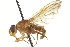  ( - CNC DIPTERA 162977)  @13 [ ] CreativeCommons - Attribution (2012) CNC/CBG Photography Group Centre for Biodiversity Genomics