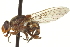  ( - CNC DIPTERA 162979)  @13 [ ] CreativeCommons - Attribution (2012) CNC/CBG Photography Group Centre for Biodiversity Genomics