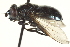  ( - CNC DIPTERA 162988)  @13 [ ] CreativeCommons - Attribution (2012) CNC/CBG Photography Group Centre for Biodiversity Genomics