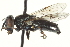  ( - CNC DIPTERA 162991)  @13 [ ] CreativeCommons - Attribution (2012) CNC/CBG Photography Group Centre for Biodiversity Genomics
