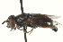  ( - CNC DIPTERA 162992)  @11 [ ] CreativeCommons - Attribution (2012) CNC/CBG Photography Group Centre for Biodiversity Genomics