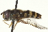  ( - CNC DIPTERA 162997)  @14 [ ] CreativeCommons - Attribution (2012) CNC/CBG Photography Group Centre for Biodiversity Genomics