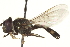  ( - CNC DIPTERA 163005)  @13 [ ] CreativeCommons - Attribution (2012) CNC/CBG Photography Group Centre for Biodiversity Genomics