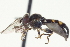  ( - CNC DIPTERA 57467)  @13 [ ] CreativeCommons - Attribution (2012) CNC/CBG Photography Group Centre for Biodiversity Genomics