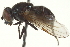  ( - CNC DIPTERA 94100)  @12 [ ] CreativeCommons - Attribution (2012) CNC/CBG Photography Group Centre for Biodiversity Genomics