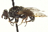  (Myolepta strigilata - CNC DIPTERA 96465)  @13 [ ] CreativeCommons - Attribution (2012) CNC/CBG Photography Group Centre for Biodiversity Genomics