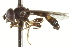  ( - CNC DIPTERA 96528)  @13 [ ] CreativeCommons - Attribution (2012) CNC/CBG Photography Group Centre for Biodiversity Genomics