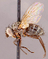  ( - CNC1546972)  @11 [ ] No rights reserved (2022) Unspecified Canadian National Collection of Insects, Arachnids and Nematodes
