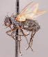  ( - CNC1546973)  @11 [ ] No rights reserved (2022) Unspecified Canadian National Collection of Insects, Arachnids and Nematodes