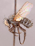  ( - CNC1546974)  @11 [ ] No rights reserved (2022) Unspecified Canadian National Collection of Insects, Arachnids and Nematodes