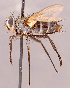  (Zelia metalis - CNC1546978)  @11 [ ] No rights reserved (2022) Unspecified Canadian National Collection of Insects, Arachnids and Nematodes