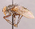  ( - CNC1546980)  @11 [ ] No rights reserved (2022) Unspecified Canadian National Collection of Insects, Arachnids and Nematodes