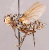  ( - CNC1546981)  @11 [ ] No rights reserved (2022) Unspecified Canadian National Collection of Insects, Arachnids and Nematodes