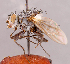  (Ateloglossa novaeangliae - CNC1546982)  @11 [ ] No rights reserved (2022) Unspecified Canadian National Collection of Insects, Arachnids and Nematodes