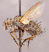  ( - CNC1546990)  @11 [ ] No rights reserved (2022) Unspecified Canadian National Collection of Insects, Arachnids and Nematodes