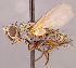  ( - CNC1546991)  @11 [ ] No rights reserved (2022) Unspecified Canadian National Collection of Insects, Arachnids and Nematodes